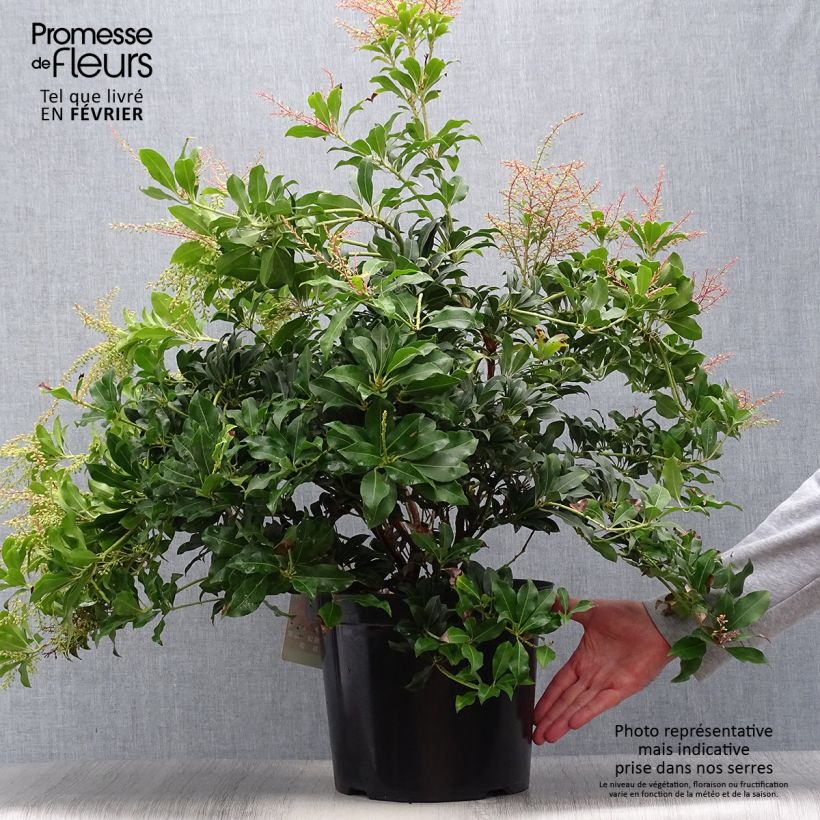 Esemplare di Pieris japonica Mountain Fire Vaso da 7,5L/10L come consegnato in autunno