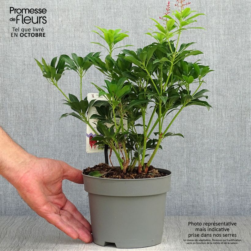 Esemplare di Pieris japonica Valley Valentine Vaso da 2L/3L come consegnato in autunno