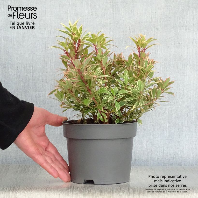 Pieris japonica Carnaval Vaso da 2L/3L esemplare consegnato in inverno