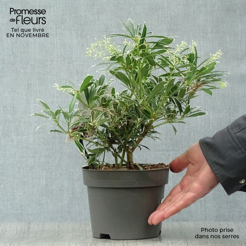 Esemplare di Pieris japonica Flaming Silver Vaso da 2L/3L come consegnato in autunno