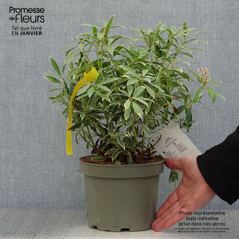 Pieris japonica Flaming Silver Vaso da 2L/3L esemplare consegnato in inverno