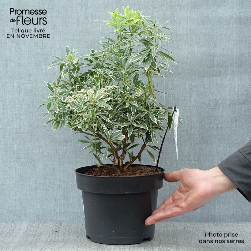 Esemplare di Pieris japonica Flaming Silver Vaso da 4L/5L come consegnato in autunno