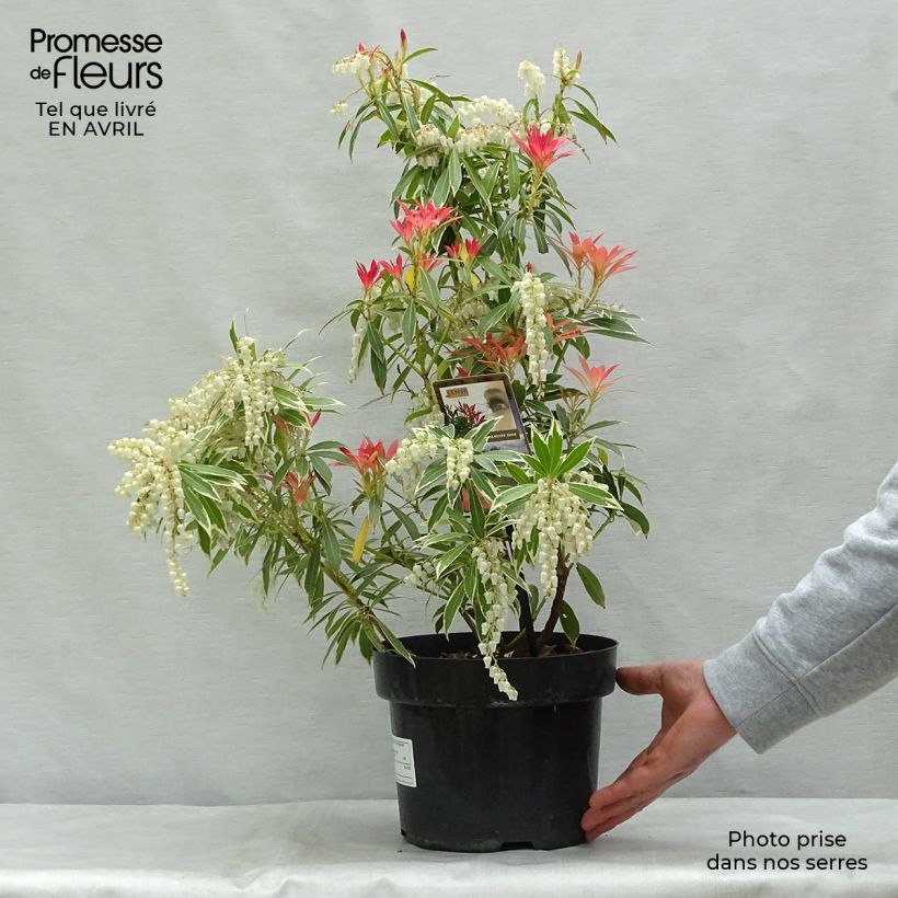 Pieris japonica Flaming Silver Vaso da 4L/5L esemplare consegnato in primavera