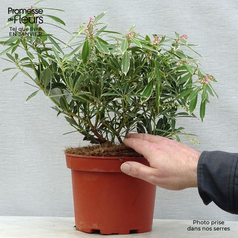 Pieris japonica Flaming Silver Vaso da 4L/5L esemplare consegnato in inverno
