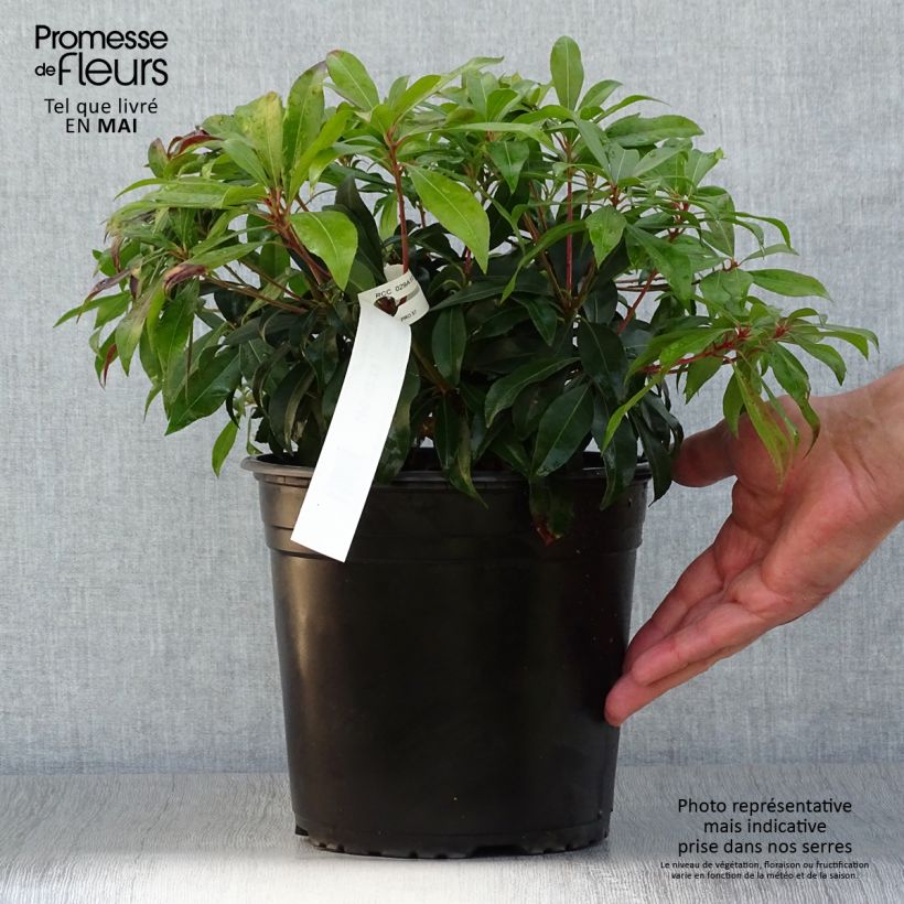 Pieris japonica Katsura Vaso da 4L/5L esemplare consegnato in primavera