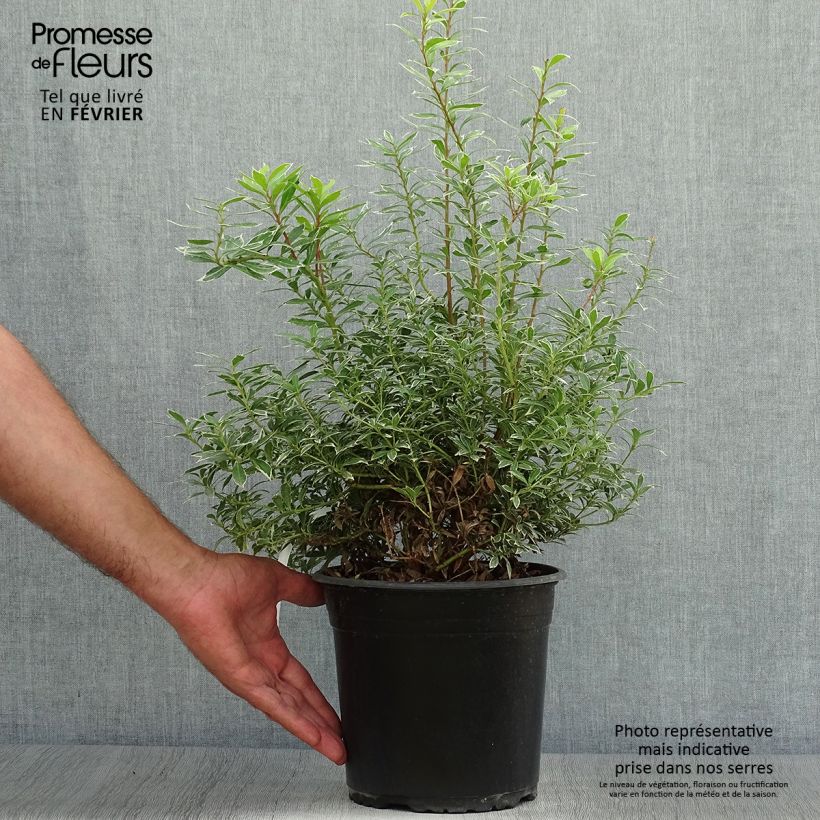 Esemplare di Pieris japonica Little Goldy Vaso da 4L/5L come consegnato in autunno