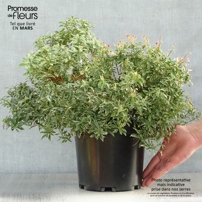 Pieris japonica Little Goldy Vaso da 4L/5L esemplare consegnato in primavera