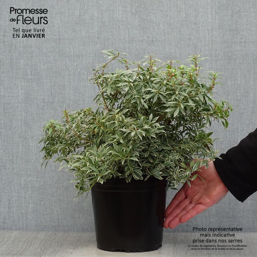 Pieris japonica Little Goldy Vaso da 4L/5L esemplare consegnato in inverno