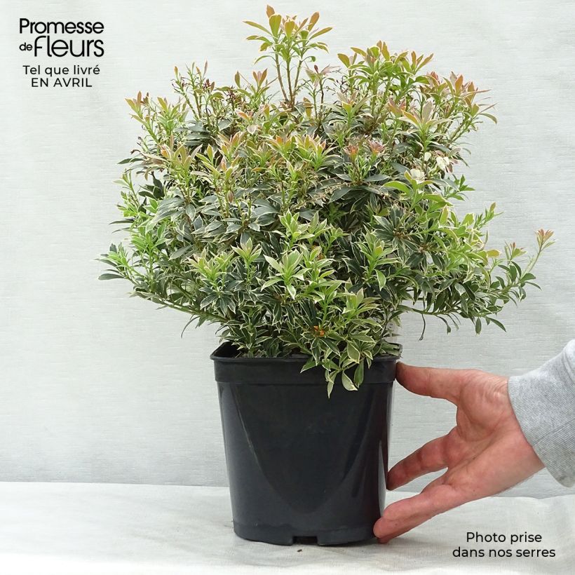 Pieris japonica Little Heath Vaso da 2L/3L esemplare consegnato in primavera