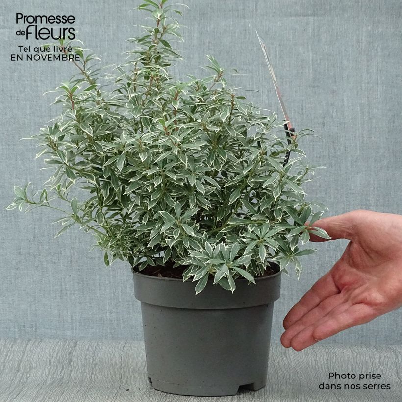 Esemplare di Pieris japonica Little Heath Vaso da 2L/3L come consegnato in autunno