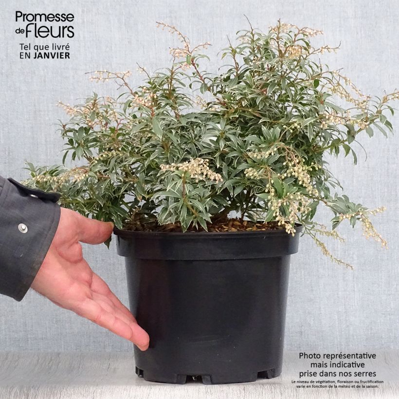 Pieris japonica Little Heath Vaso da 4L/5L esemplare consegnato in inverno