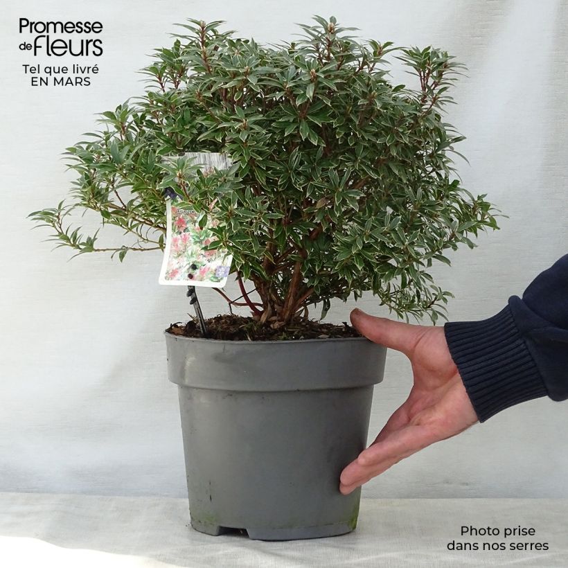 Pieris japonica Little Heath Vaso da 4L/5L esemplare consegnato in primavera
