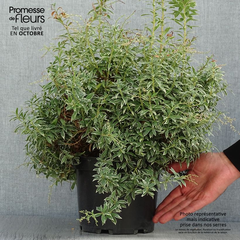 Esemplare di Pieris japonica Little Heath Vaso da 4L/5L come consegnato in autunno