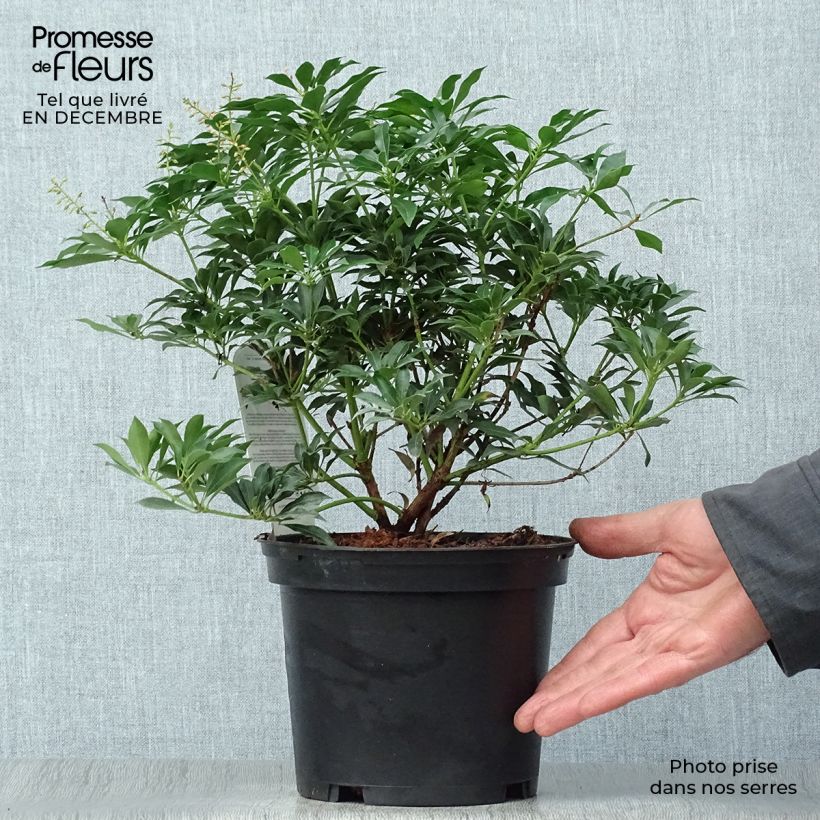 Pieris japonica Passion Vaso da 2L/3L esemplare consegnato in inverno