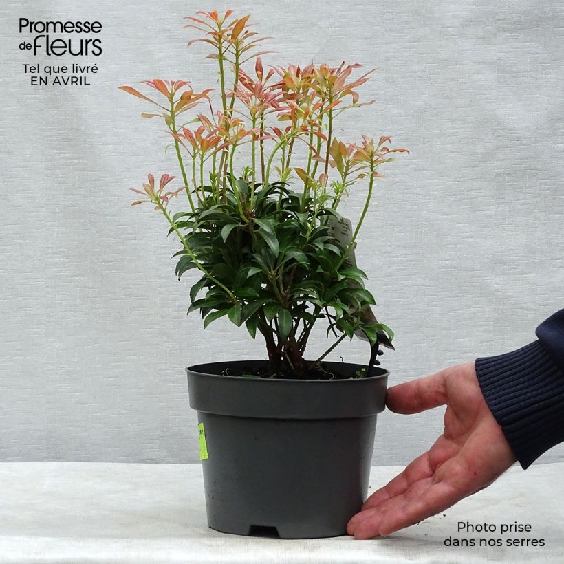 Pieris japonica Passion Vaso da 2L/3L esemplare consegnato in primavera