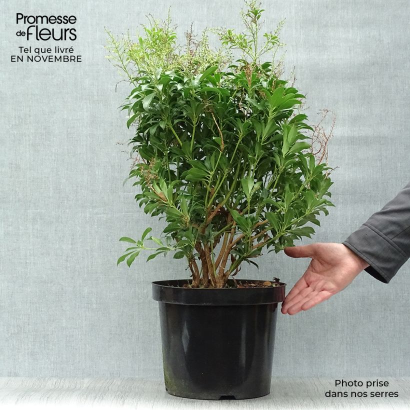 Esemplare di Pieris japonica Passion Vaso da 6L/7L come consegnato in autunno