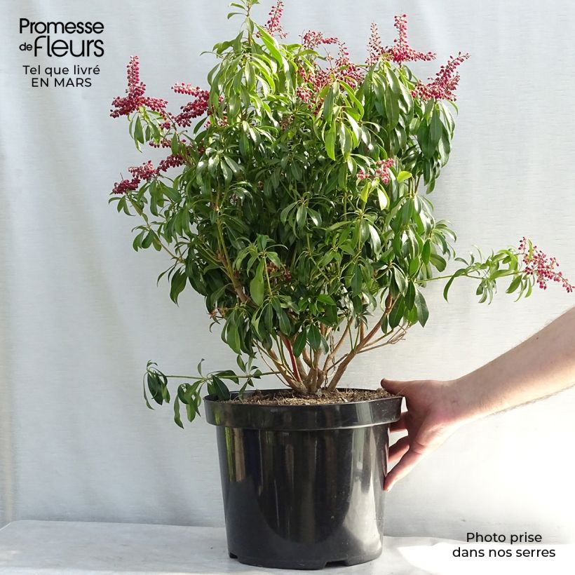 Pieris japonica Passion Vaso da 6L/7L esemplare consegnato in inverno