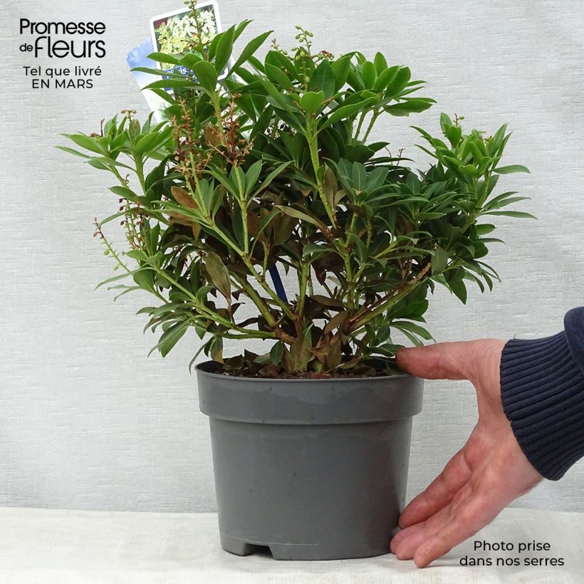 Pieris japonica Purity Vaso da 3L/4L esemplare consegnato in primavera