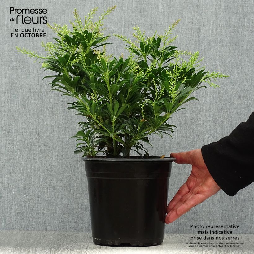 Esemplare di Pieris japonica Purity Vaso da 3L/4L come consegnato in autunno