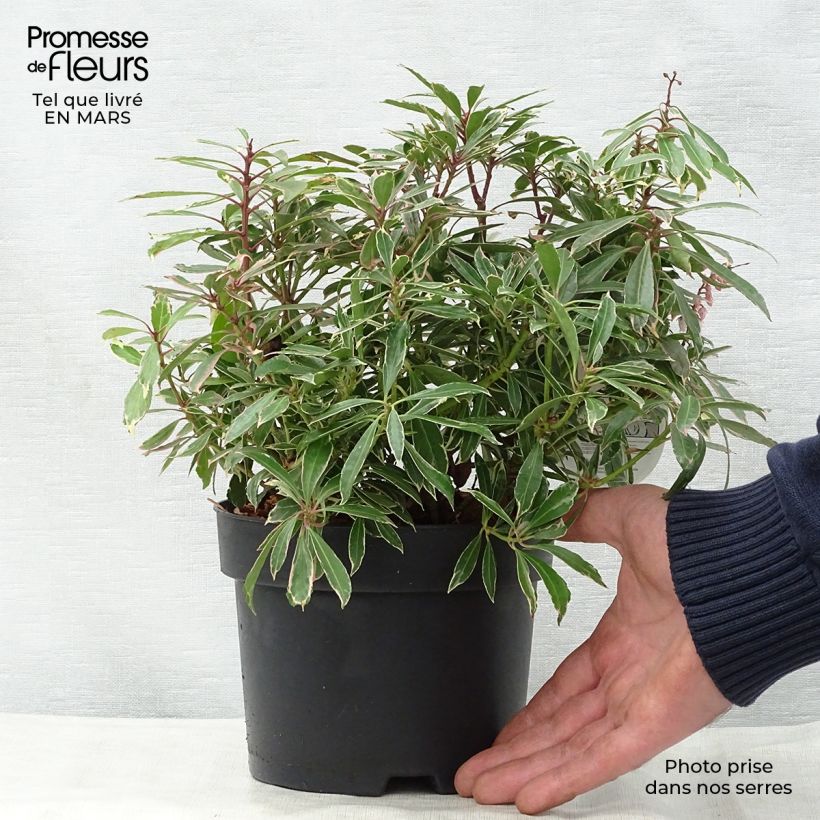 Pieris japonica Ralto Rose Vaso da 2L/3L esemplare consegnato in primavera
