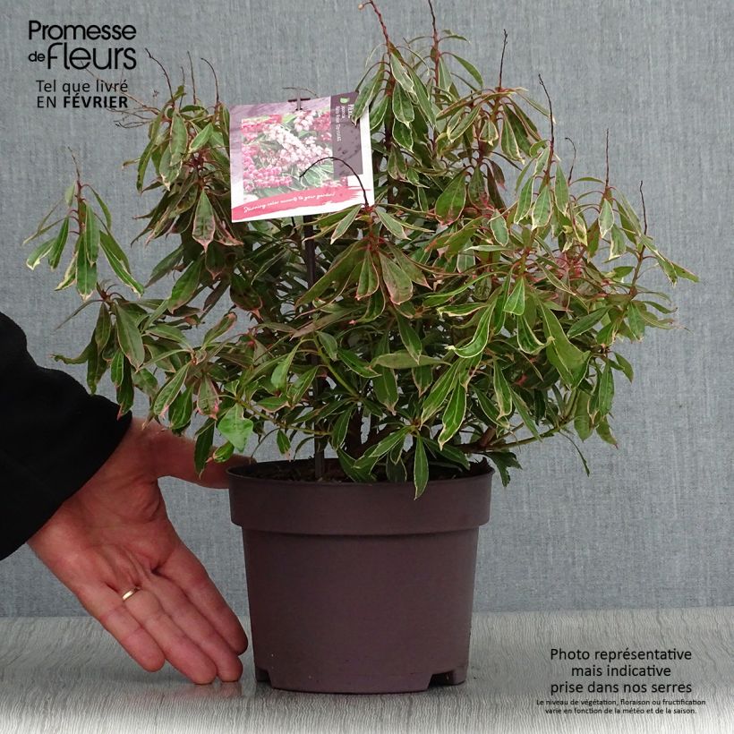 Pieris japonica Ralto Rose Vaso da 2L/3L esemplare consegnato in inverno