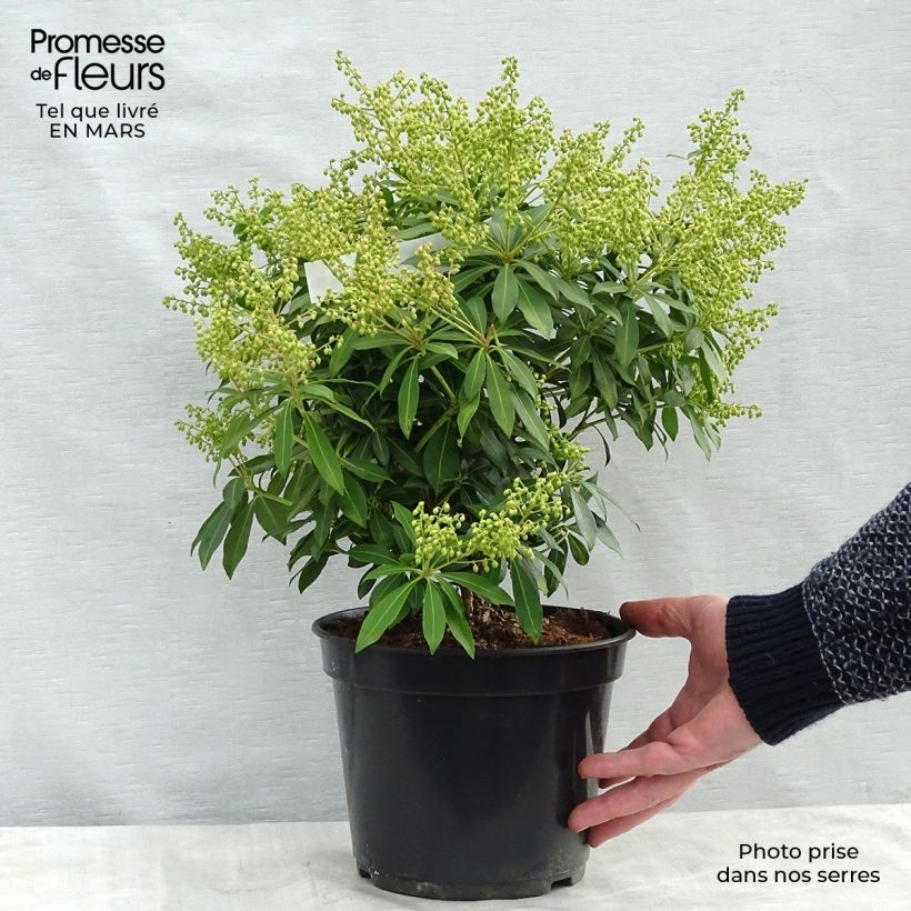 Pieris japonica Sarabande Vaso da 3L/4L esemplare consegnato in inverno