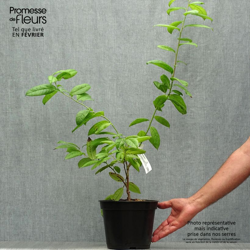 Esemplare di Oxydendron arboreum Vaso da 4L/5L come consegnato in autunno