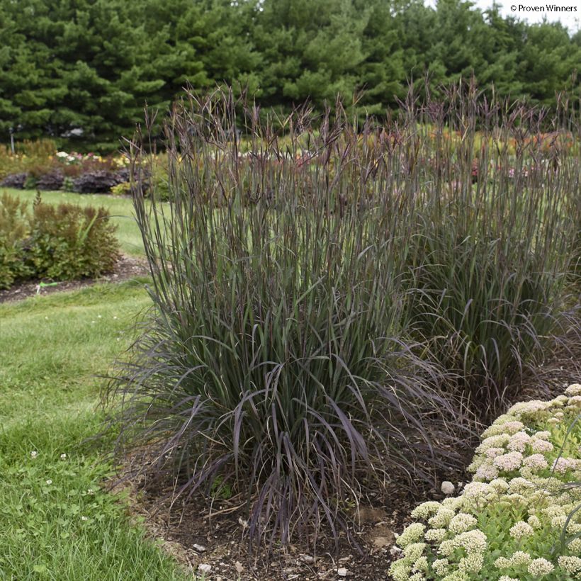 Andropogon gerardii Blackhawks (Porto)