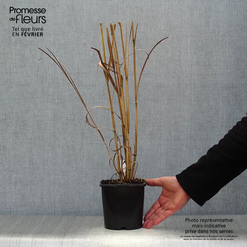 Andropogon gerardii Blackhawks Vaso da 2L/3L esemplare consegnato in inverno