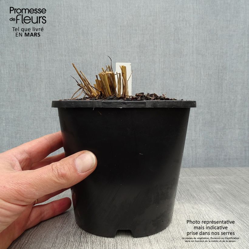 Andropogon gerardii Blackhawks Vaso da 2L/3L esemplare consegnato in primavera