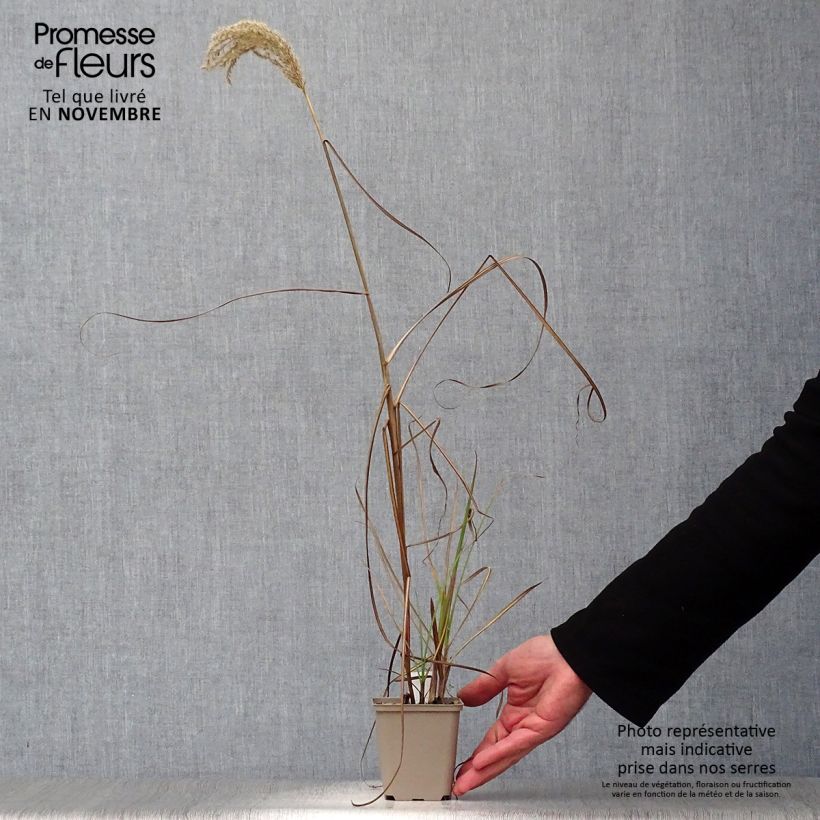 Esemplare di Andropogon gerardii Prairie Sommer Vasetto da 8/9 cm come consegnato in autunno
