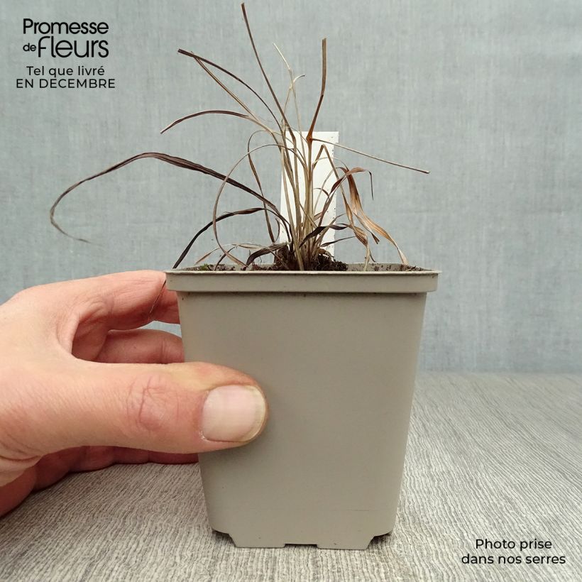 Andropogon gerardii Prairie Sommer Vasetto da 8/9 cm esemplare consegnato in inverno