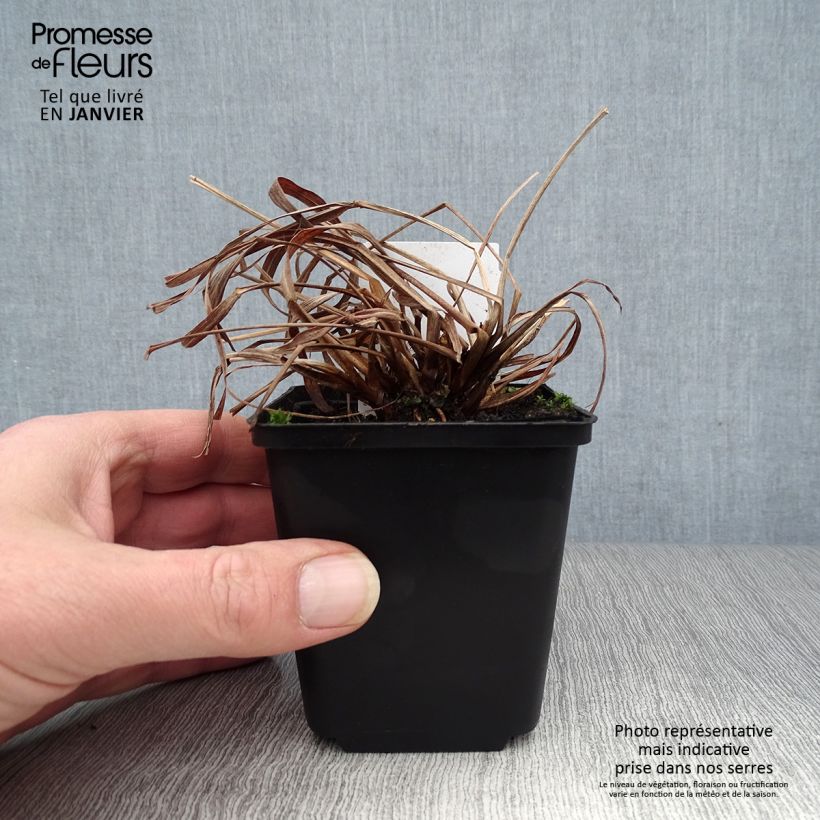 Andropogon gerardii Red October Vasetto da 8/9 cm esemplare consegnato in inverno