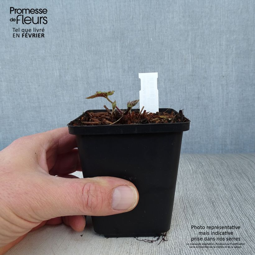 Anemone Ruffled Swan - Anemone giapponese Vasetto da 8/9 cm esemplare consegnato in inverno