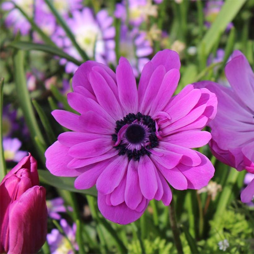Anemone coronaria double Admiral - Anemone dei fiorai (Fioritura)