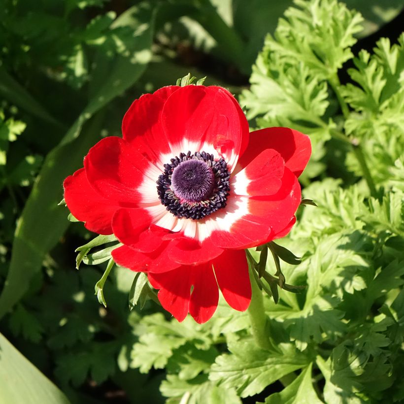 Anemone coronaria Hollandia - Anemone dei fiorai (Fioritura)