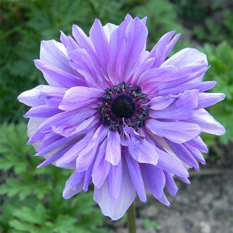 Anemone coronaria Lord Lieutenant - Anemone dei fiorai (Fioritura)