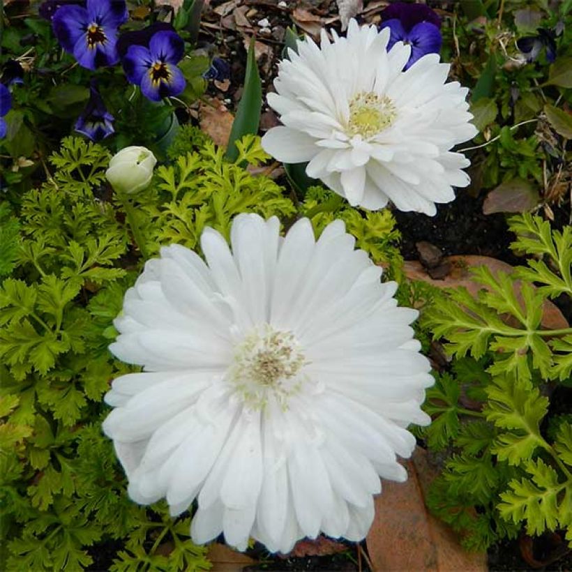 Anemone coronaria Mount Everest - Anemone dei fiorai (Fioritura)