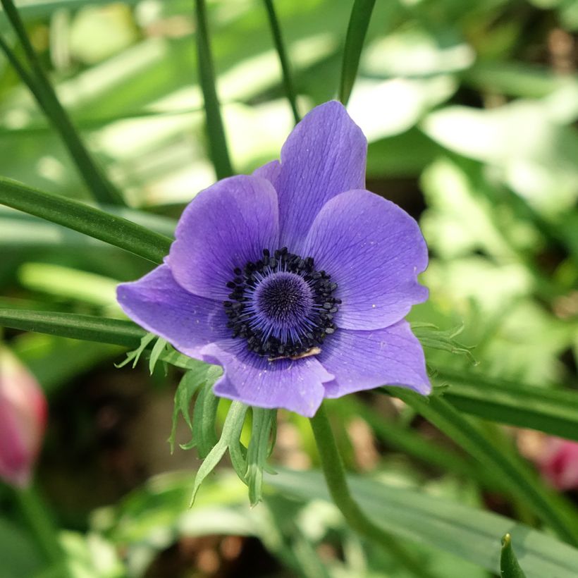 Anemone coronaria Mr Fokker - Anemone dei fiorai (Fioritura)