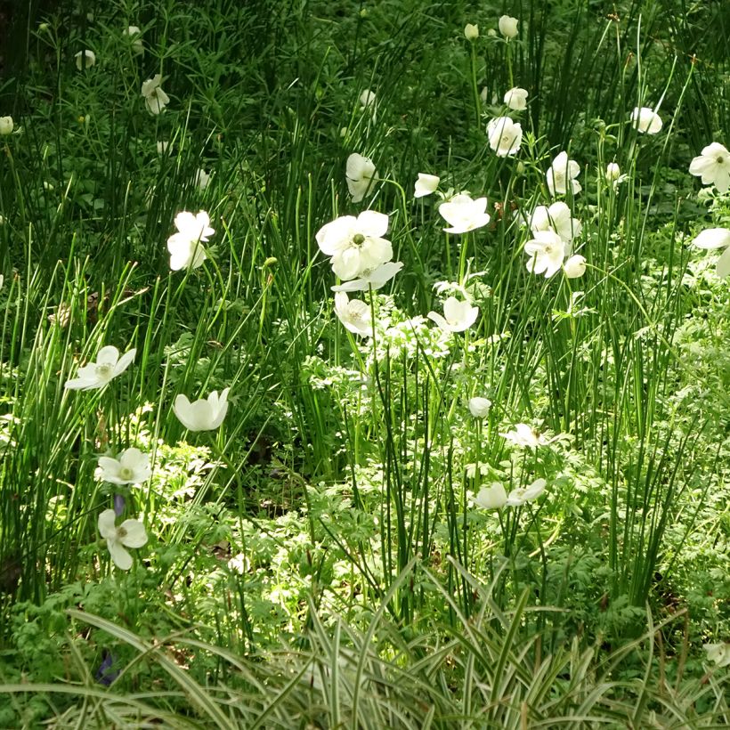 Anemone coronaria The Bride - Anemone dei fiorai (Porto)