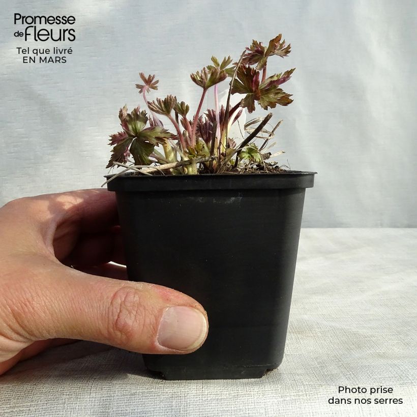 Anemone cylindrica Vasetto da 8/9 cm esemplare consegnato in inverno