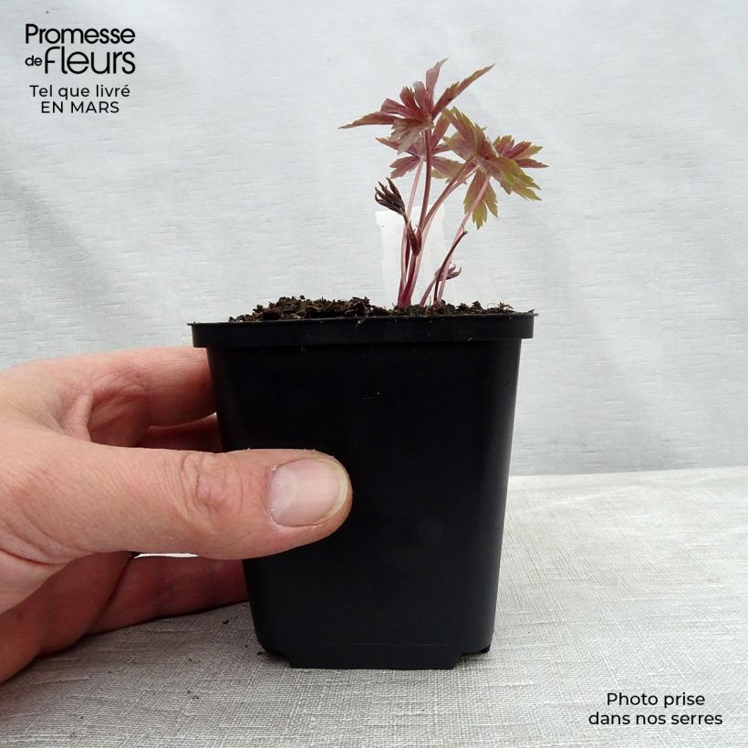 Anemone canadensis Vasetto da 8/9 cm esemplare consegnato in inverno