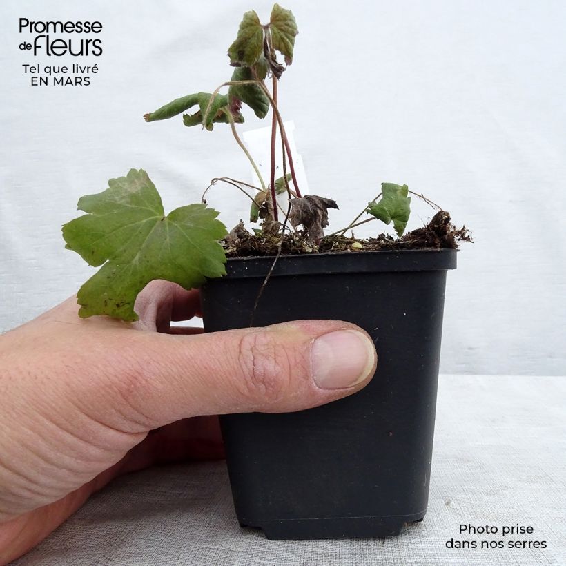 Anemone Bressingham Glow - Anemone giapponese Vasetto da 8/9 cm esemplare consegnato in primavera