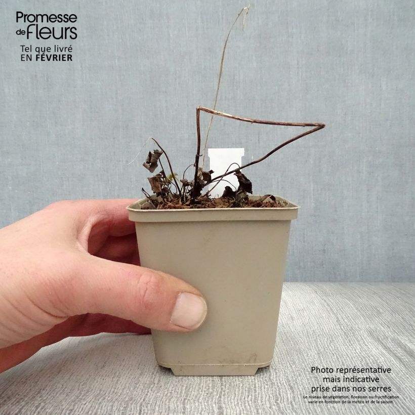 Anemone Bressingham Glow - Anemone giapponese Vasetto da 8/9 cm esemplare consegnato in inverno