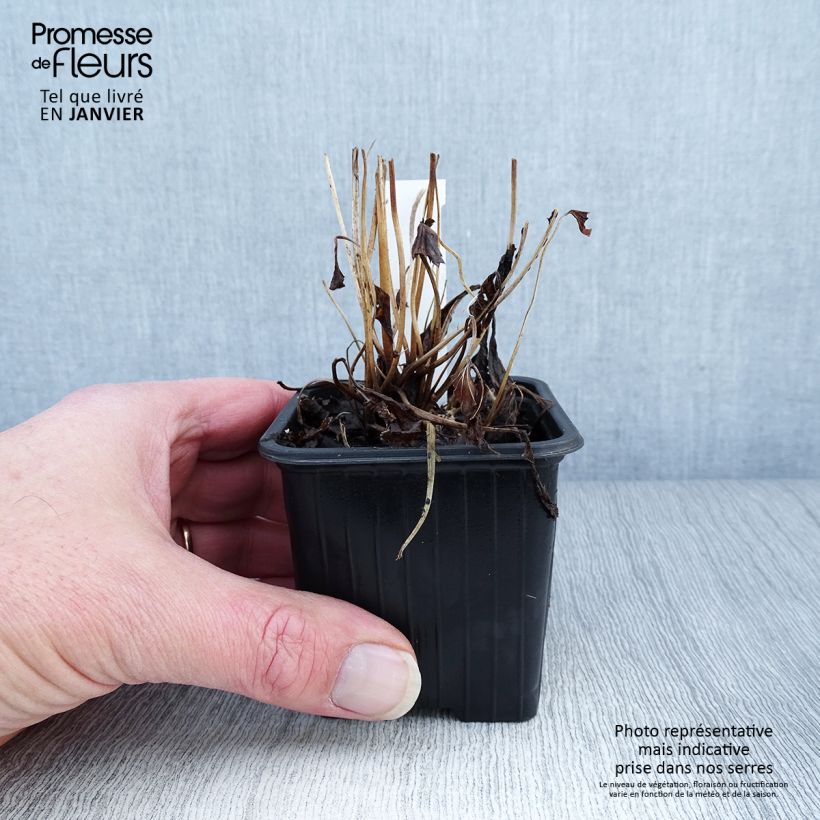 Anemone Fantasy Ariel - Anemone giapponese Vasetto da 8/9 cm esemplare consegnato in inverno