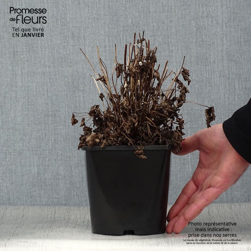 Anemone Fantasy Ariel - Anemone giapponese Vaso da 2L/3L esemplare consegnato in inverno