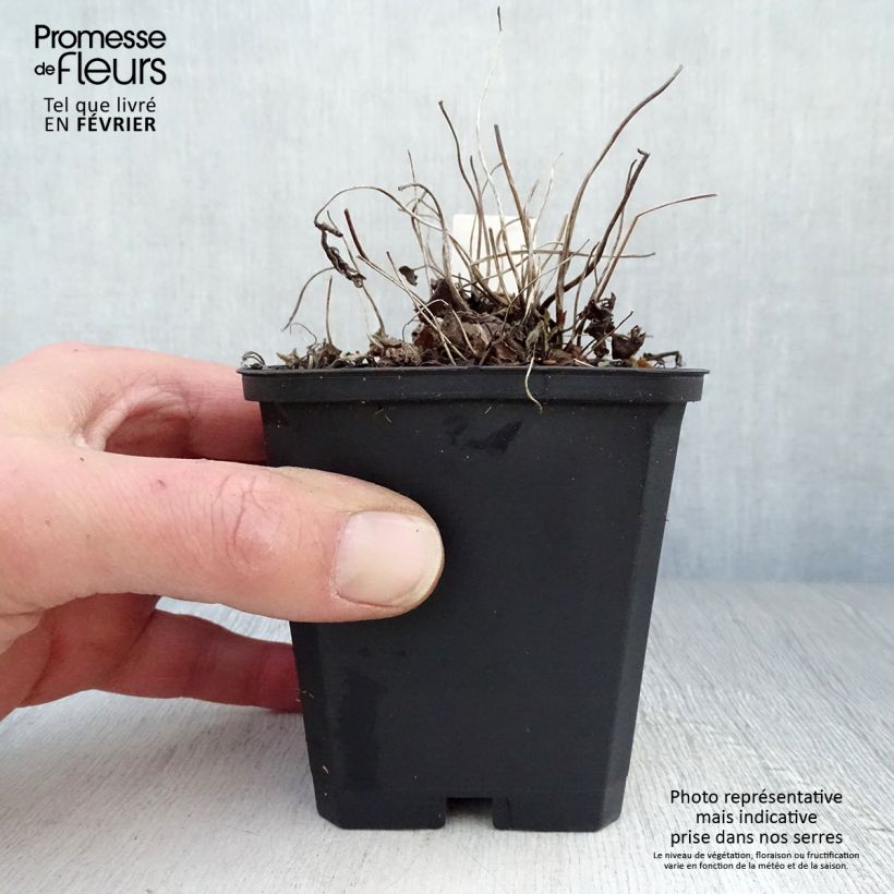 Anemone Fantasy Jasmine - Anemone giapponese Vasetto da 8/9 cm esemplare consegnato in inverno