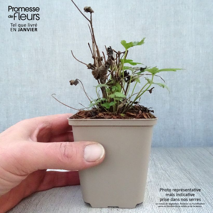 Anemone hupehensis Fantasy Pocahontas - Anemone giapponese Vasetto da 8/9 cm esemplare consegnato in inverno