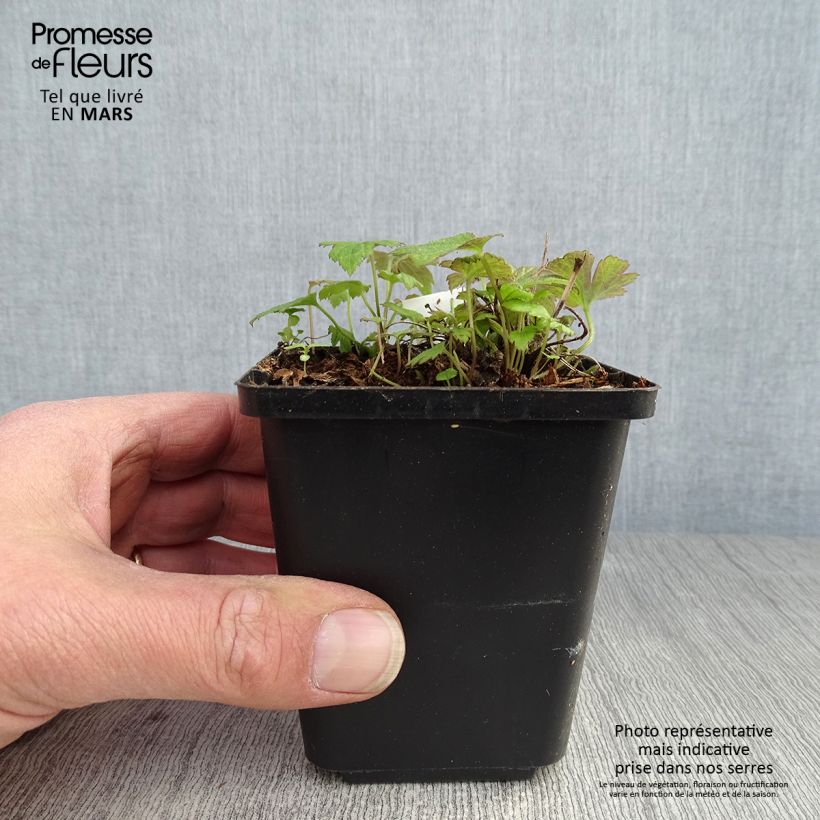 Anemone hupehensis Fantasy Pocahontas - Anemone giapponese Vasetto da 8/9 cm esemplare consegnato in primavera