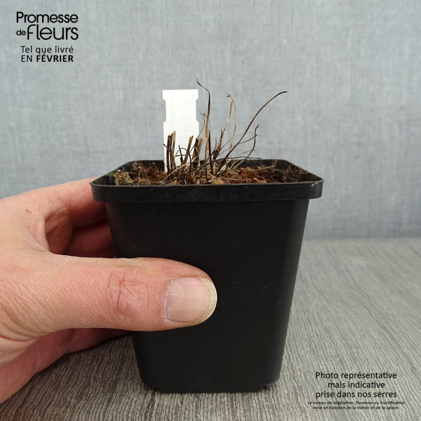 Anemone Fantasy Red Riding Hood - Anemone giapponese Vasetto da 8/9 cm esemplare consegnato in inverno